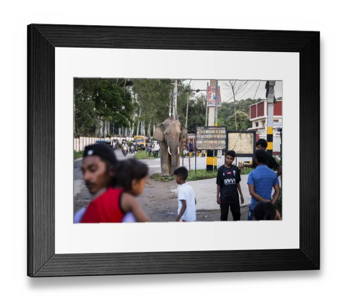 Framed Print : GUWAHATI, INDIA - AUGUST 14: Curious onlookers watch a wild elephant on road near Narengi Army Camp in Guwahati Framed Print : GUWAHATI, INDIA - AUGUST 14: Curious onlookers watch a wild elephant on road near Narengi Army Camp in Guwahati