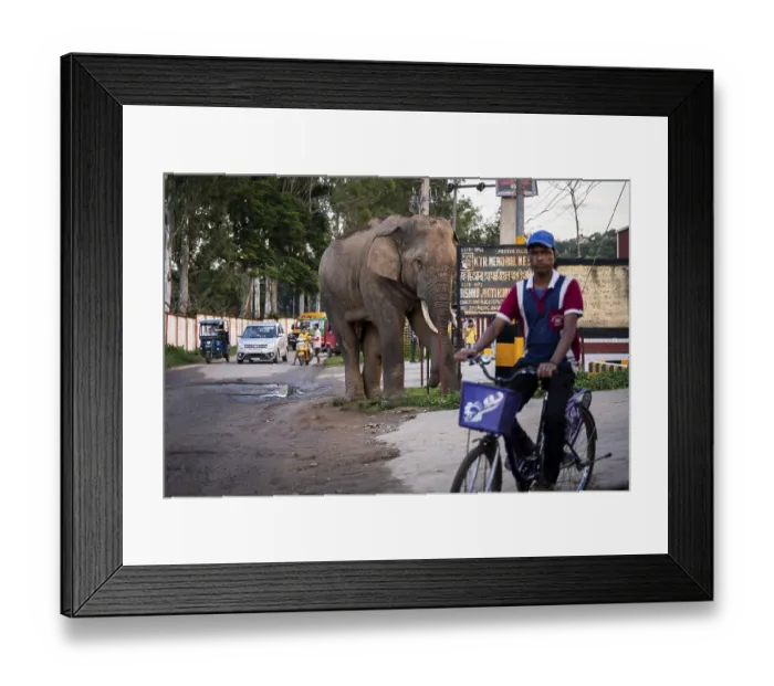 Framed Print : GUWAHATI, INDIA - AUGUST 14: Curious onlookers watch a wild elephant on road near Narengi Army Camp in Guwahati