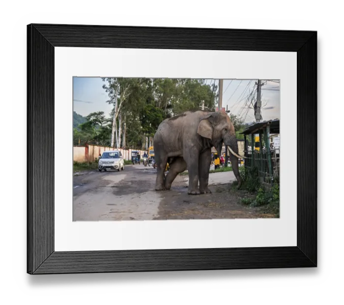Framed Print : GUWAHATI, INDIA - AUGUST 14 Framed Print : GUWAHATI, INDIA - AUGUST 14