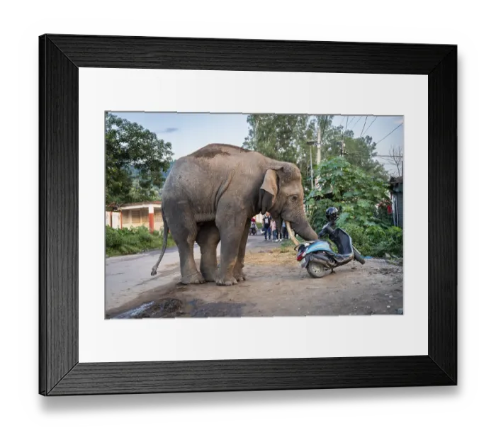 Framed Print : GUWAHATI, INDIA - AUGUST 14 Framed Print : GUWAHATI, INDIA - AUGUST 14