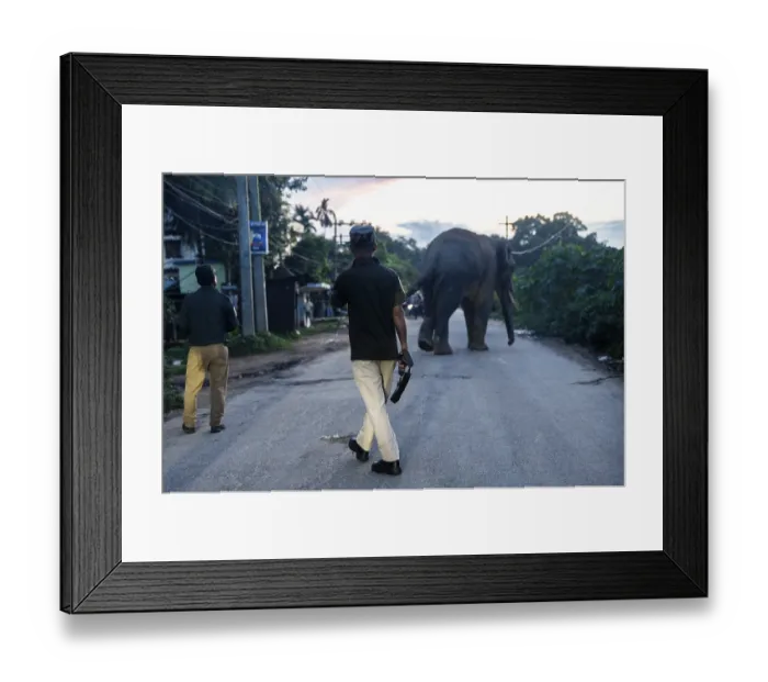 Framed Print : GUWAHATI, INDIA - AUGUST 14 Framed Print : GUWAHATI, INDIA - AUGUST 14