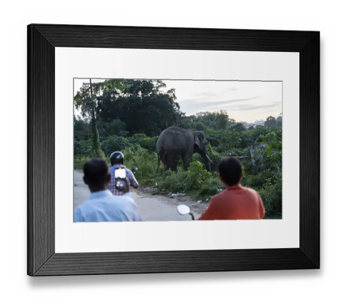 Framed Print : GUWAHATI, INDIA - AUGUST 14: Curious onlookers watch a wild elephant near a road near Narengi Army Camp in Guwahati Framed Print : GUWAHATI, INDIA - AUGUST 14: Curious onlookers watch a wild elephant near a road near Narengi Army Camp in Guwahati