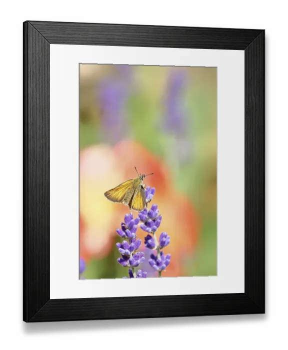 Framed Print : Large skipper (Ochlodes venatus) Framed Print : Large skipper (Ochlodes venatus)