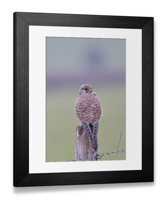 Framed Print : Kestrel (Falco tinnunculus), on a pasture fence post