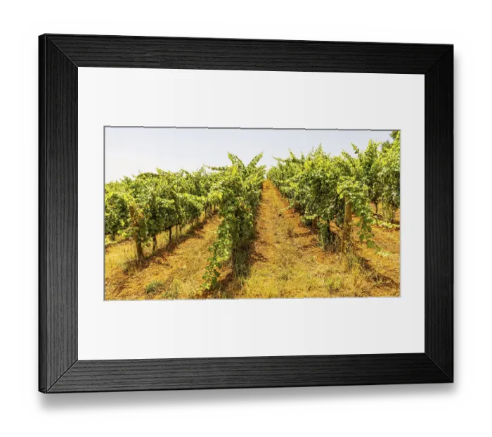 Framed Print : Vineyard near the Arrighi winery Framed Print : Vineyard near the Arrighi winery