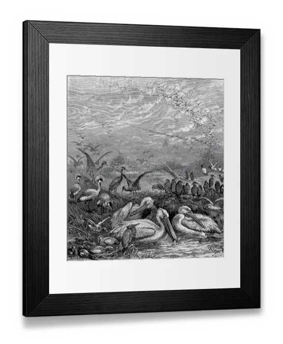 Framed Print : Gathering of various migratory birds in an African wetland Framed Print : Gathering of various migratory birds in an African wetland