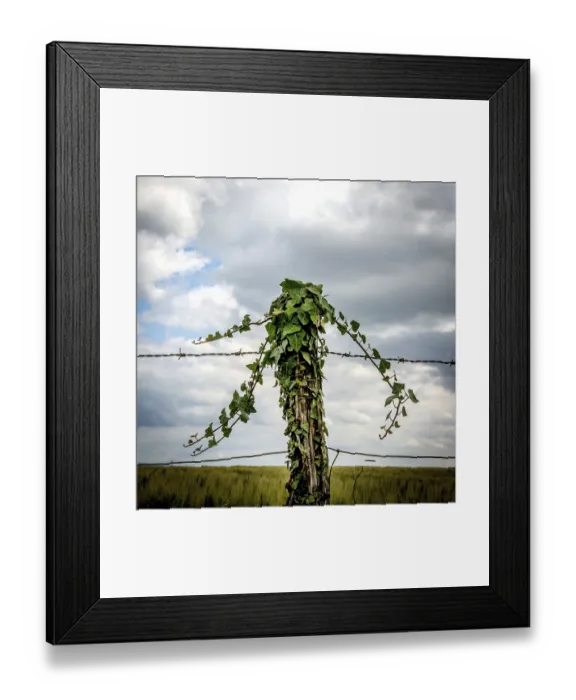 Framed Print : A weathered fence post is enveloped in climbing vines