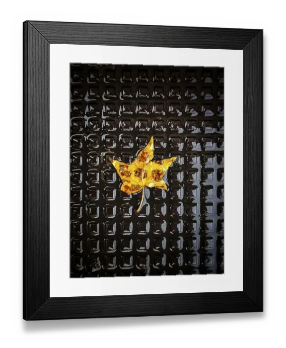 Framed Print : A vibrant yellow leaf rests peacefully on a black textured surface Framed Print : A vibrant yellow leaf rests peacefully on a black textured surface