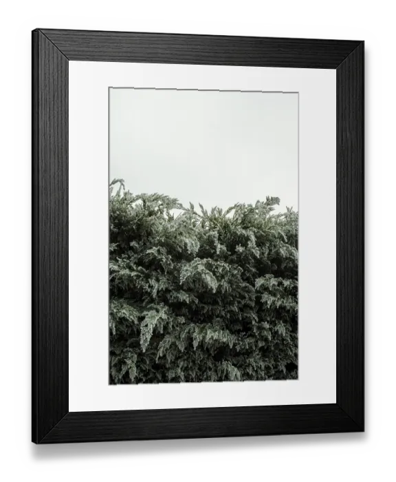 Framed Print : Lush green bushes stretch upward