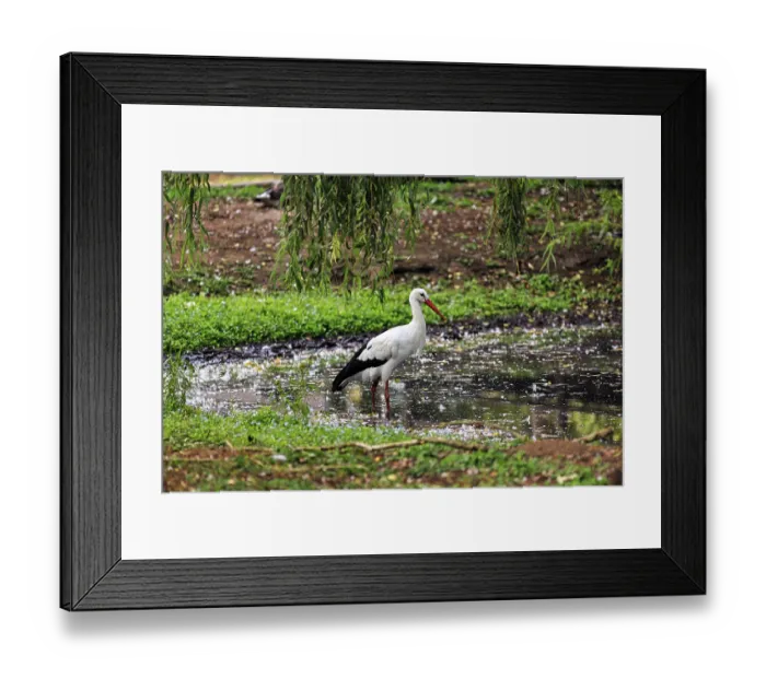 Framed Print : White stork (Ciconia ciconia) standing in a pond