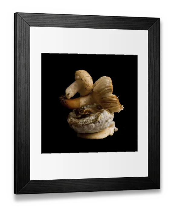 Framed Print : Two mushrooms are curiously stacked on top of each other