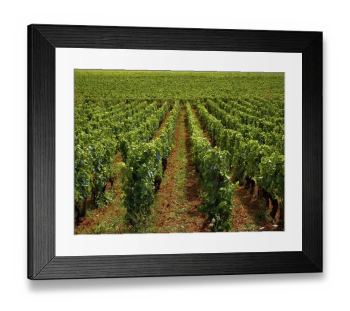 Framed Print : Lush green grapevines dominate the landscape of Cote d'Or in Burgundy Framed Print : Lush green grapevines dominate the landscape of Cote d'Or in Burgundy
