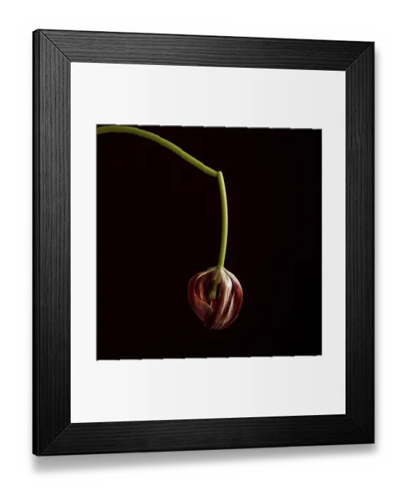 Framed Print : A faded red tulip, gently drooping from a slender green stem