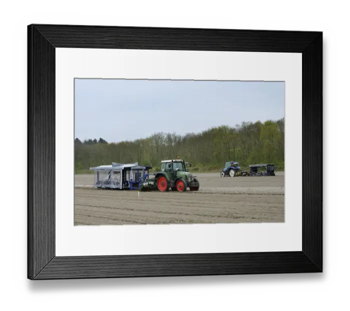 Framed Print : Flower bulbs being planted in a field with a tractor