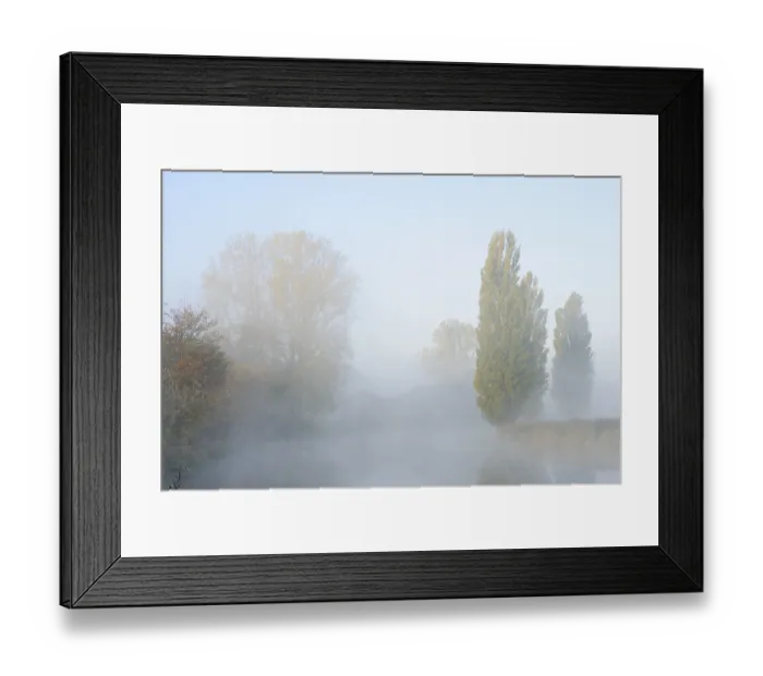 Framed Print : Lip with Canada poplar (Populus x canadensis)