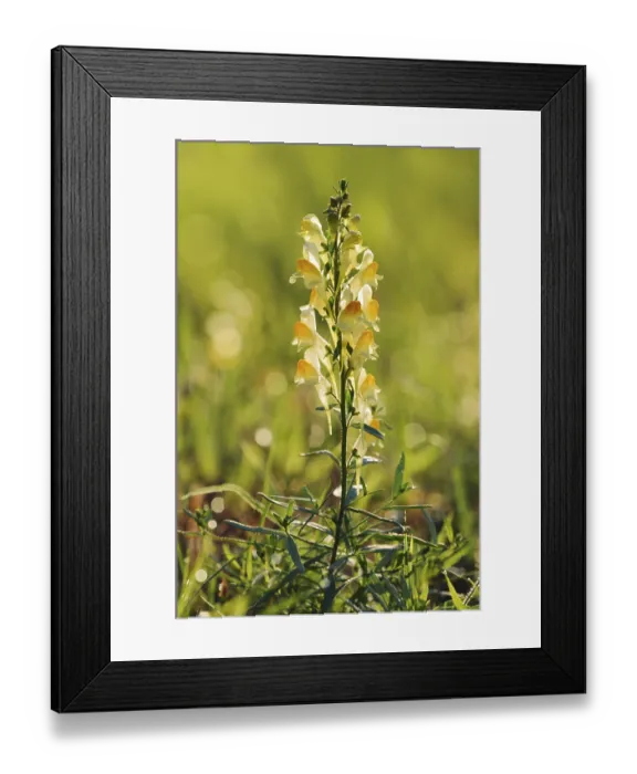 Framed Print : Common toadflax or lesser snapdragon (Linaria vulgaris)