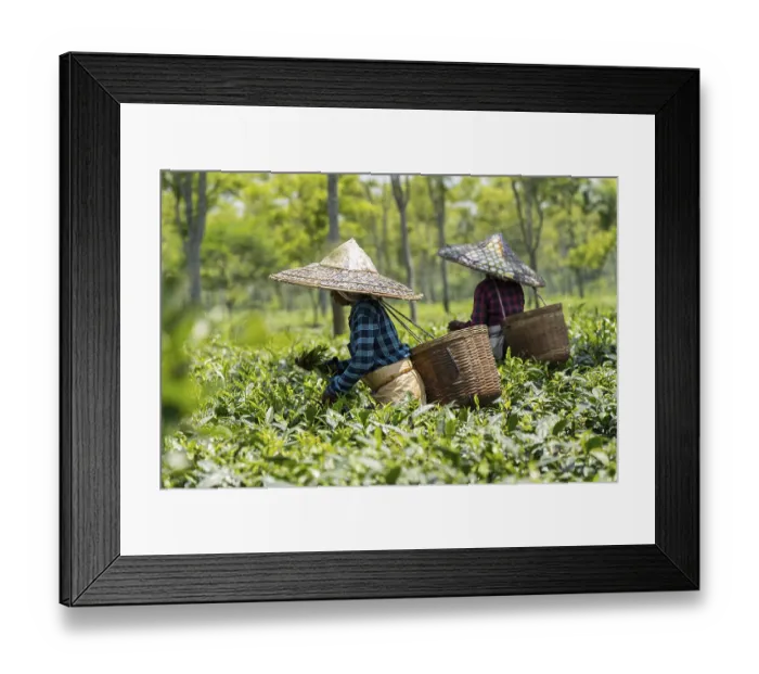 Framed Print : Tea estate workers plucking tea leafs using umbrellas at a tea estate during a hot summer day