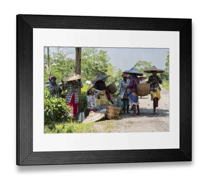 Framed Print : Tea estate workers plucking tea leafs using umbrellas at a tea estate during a hot summer day
