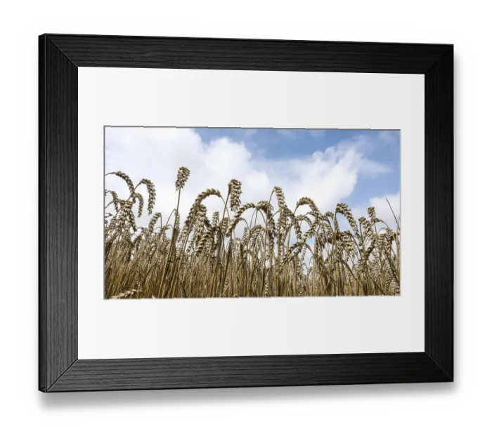 Framed Print : Wheat with ripe ears, Naumburg, 26.07.2025
