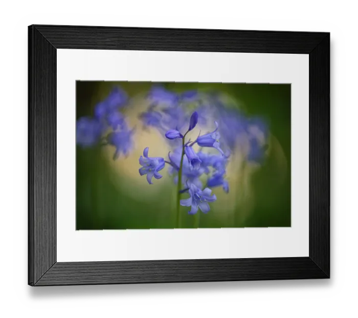 Framed Print : Common bluebell (Hyacinthoides non-scripta)