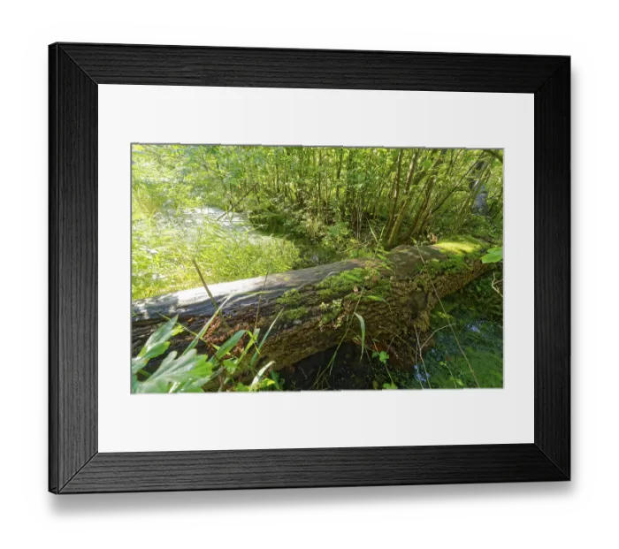Framed Print : A decayed tree trunk overgrown with moss above a ditch in the Brenner Moor Framed Print : A decayed tree trunk overgrown with moss above a ditch in the Brenner Moor