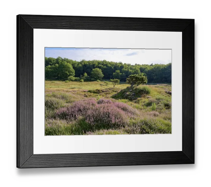 Framed Print : Ripple-crowned dune area in the Schleswig-Holstein municipality of Jorl Framed Print : Ripple-crowned dune area in the Schleswig-Holstein municipality of Jorl