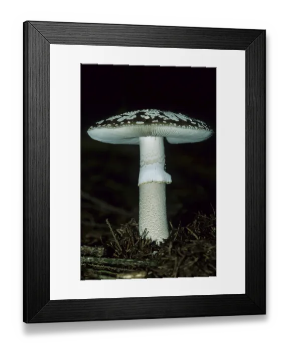Framed Print : Grey spotted amanita (Amanita excelsa)