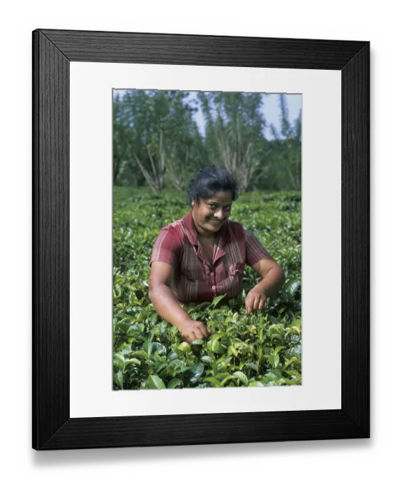 Framed Print : Tea harvest (Camellia sinensis)