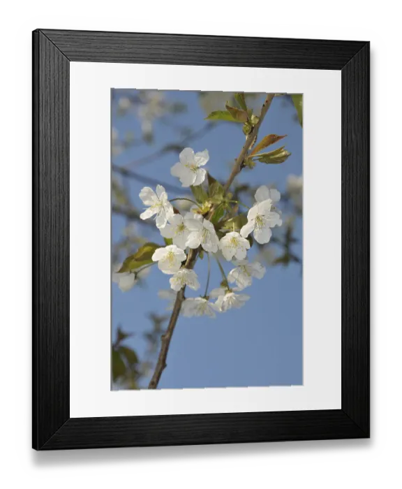 Framed Print : Bird cherry (Prunus avium) Framed Print : Bird cherry (Prunus avium)