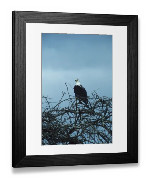Framed Print : Short-toed eagle (Haliaetus vocifer) Framed Print : Short-toed eagle (Haliaetus vocifer)