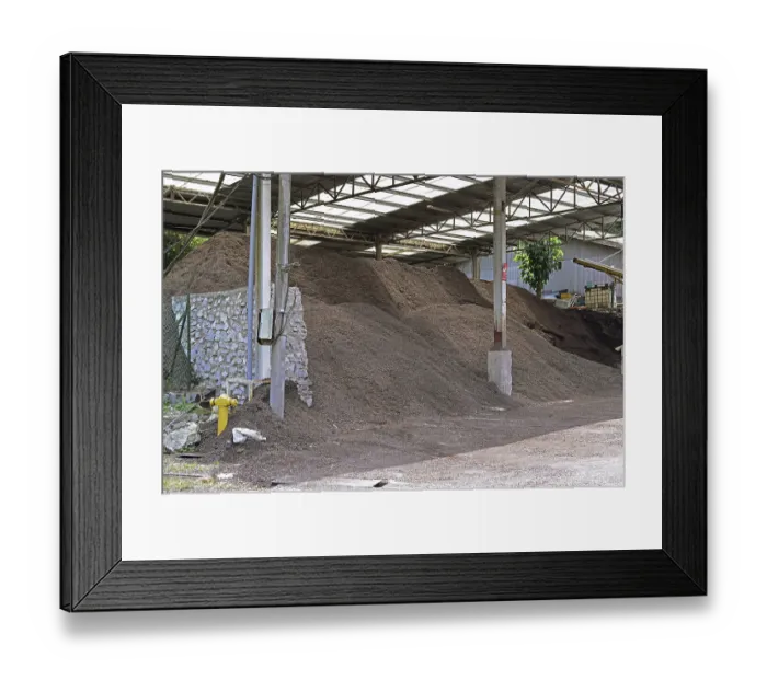 Framed Print : Coffee bean pods (Coffea arabica)