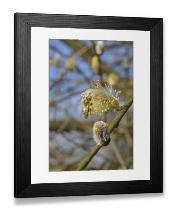 Framed Print : Sal willow (Salix caprea)