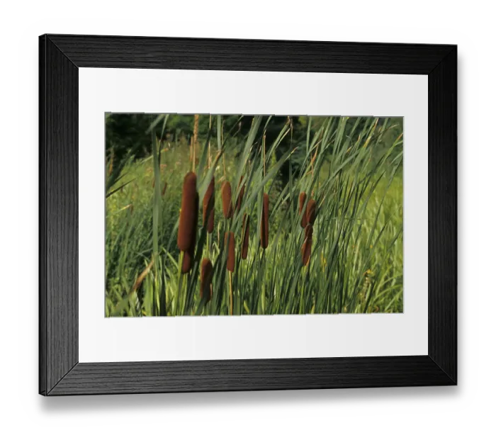 Framed Print : Broad-leaved bulrush (Typha latifolia)