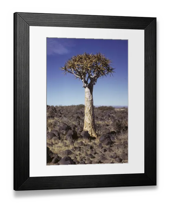 Framed Print : Aloe (Aloe sp.)