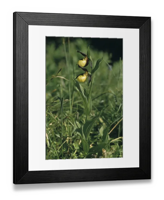 Framed Print : Yellow lady's slipper orchid (Cypripedium calceolus) Yellow lady's slipper orchid (Cypripedium calceolus)