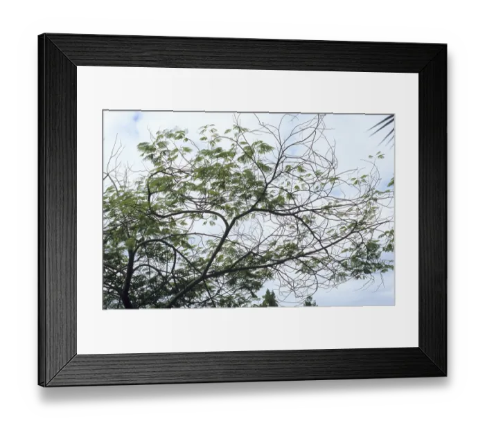 Framed Print : Cebil, Villca, Yopo (Anadenanthera colubrina) Ceb?l Framed Print : Cebil, Villca, Yopo (Anadenanthera colubrina) Ceb?l
