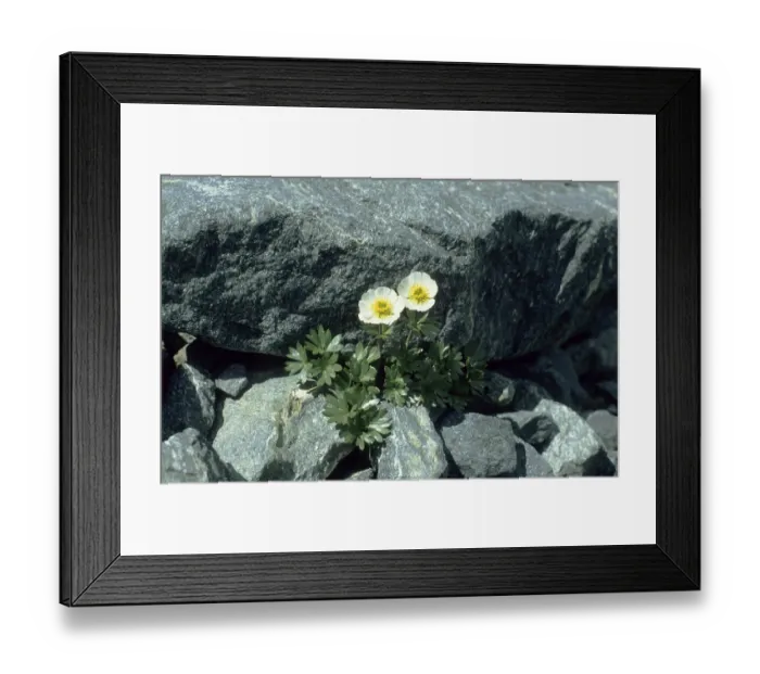 Framed Print : Alpine buttercup (Ranunculus alpestris)