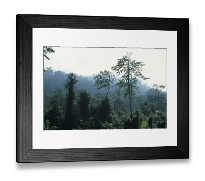 Framed Print : Primeval forest on Java
