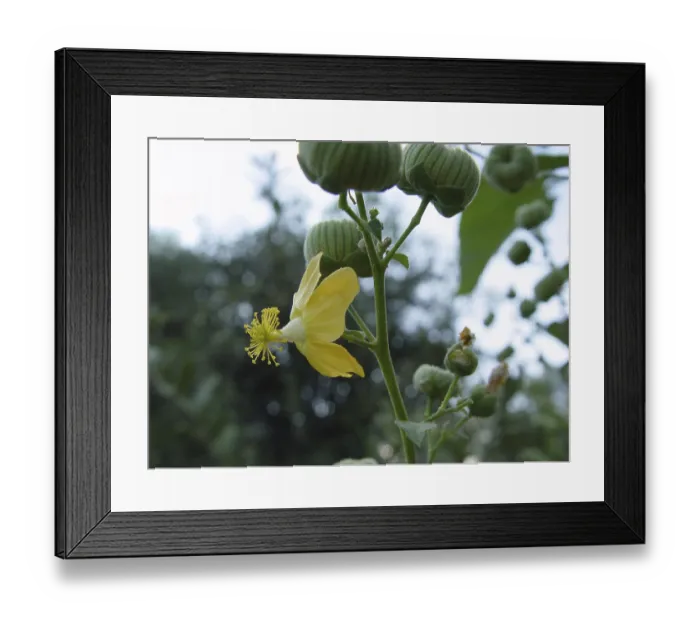Framed Print : Beautiful mallow (Abutilon angulatum)