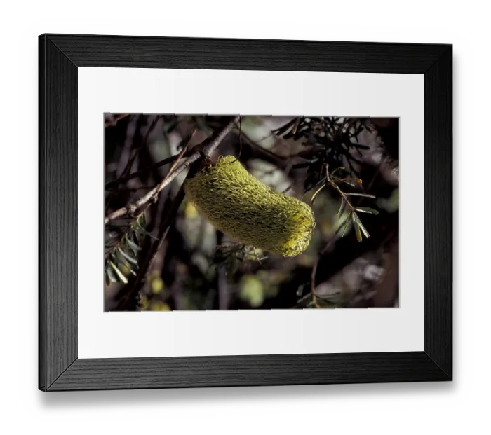 Framed Print : Banksia (Banksia sp.) Framed Print : Banksia (Banksia sp.)
