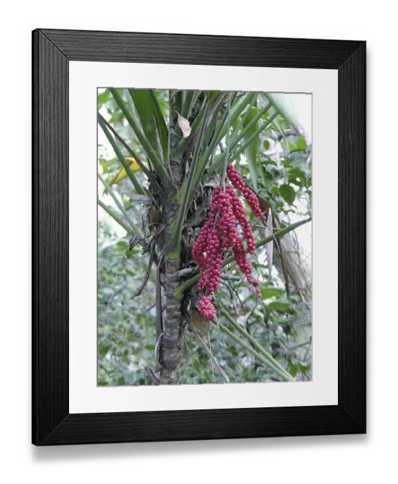 Framed Print : Cordyline (Cordyline sp.?) Framed Print : Cordyline (Cordyline sp.?)