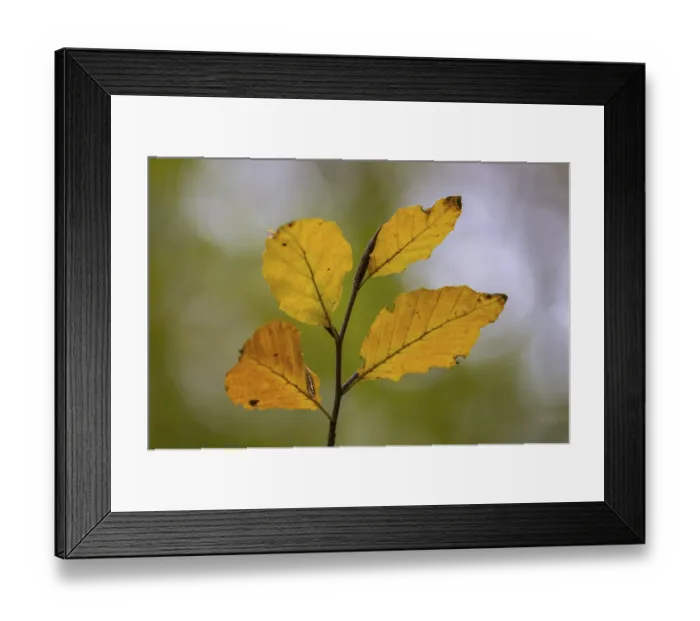 Framed Print : European beech (Fagus sylvatica)