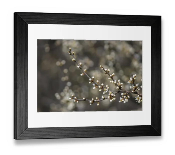 Framed Print : Fresh fruit blossom bud in the spring season Framed Print : Fresh fruit blossom bud in the spring season
