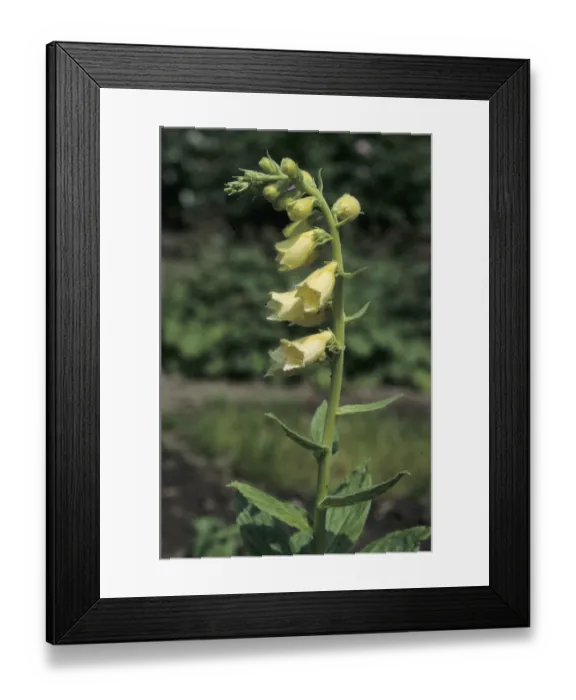 Framed Print : Big-flowered foxglove (Digitalis grandiflora)