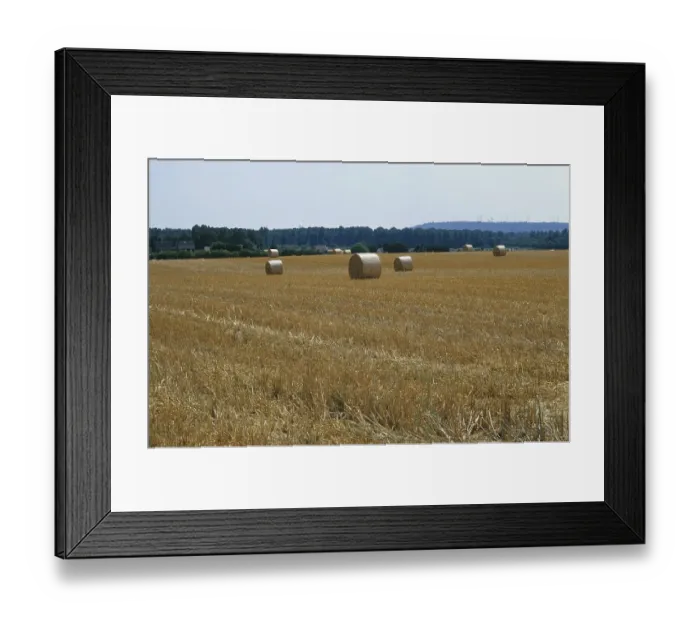 Framed Print : Mown maize field Framed Print : Mown maize field