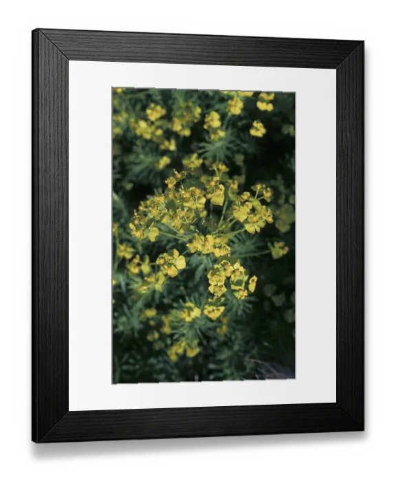Framed Print : Cypress spurge (Euphorbia cyparissias) Framed Print : Cypress spurge (Euphorbia cyparissias)
