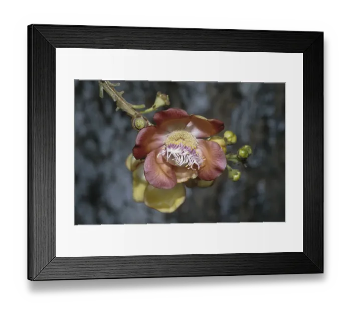 Framed Print : Cannonball tree (Couroupita guianensis)