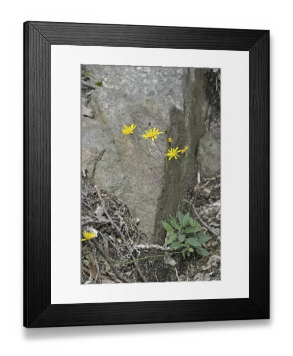 Framed Print : Hawkweed species (Hieracium sp.)