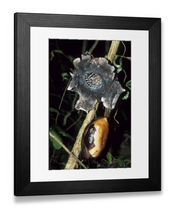 Framed Print : Rafflesia (Rafflesia patna)