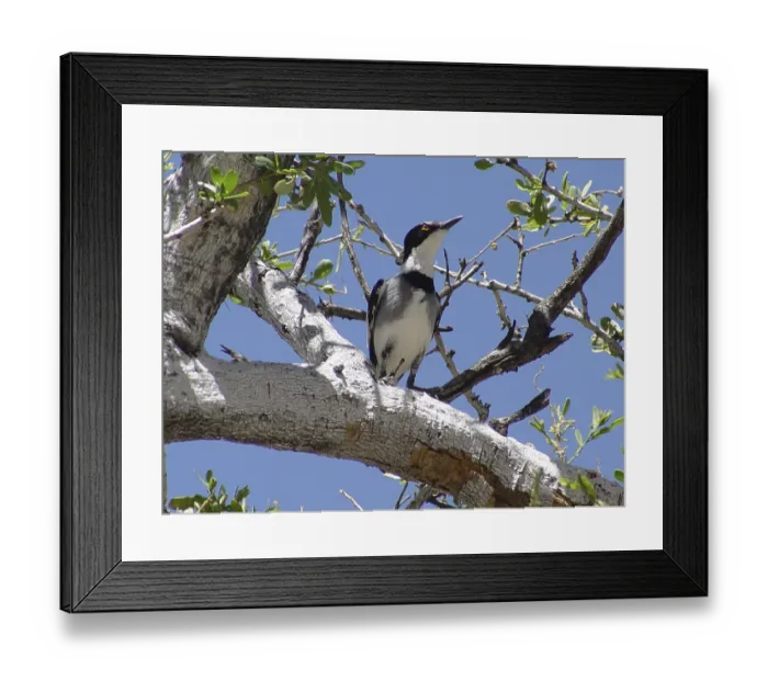 Framed Print : Thrush Shrike (Lanioturdus torquatus) Framed Print : Thrush Shrike (Lanioturdus torquatus)